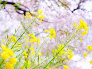 春を感じさせる桜と菜の花