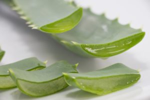 アロエの葉の断面