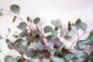 ユーカリの葉