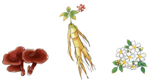 植物エキスの原料・生薬のイメージ
