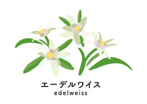 エーデルワイスのイラスト