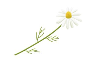 一輪のカモミールのイラスト