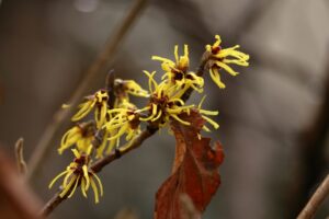 ハマメリスの花が咲く様子