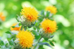紅花（サフラワー）の咲く様子