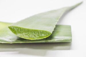 カットされたアロエベラ