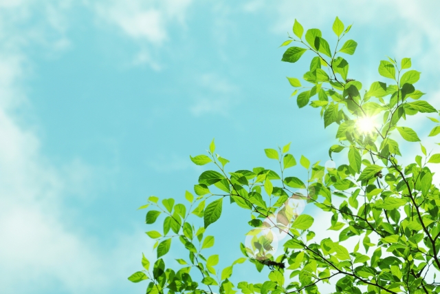 青空と新緑