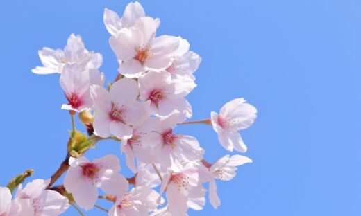 青空に桜が咲く様子