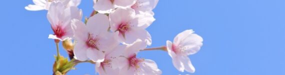 青空に桜が咲く様子