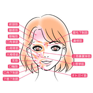 表情筋の説明のイラスト